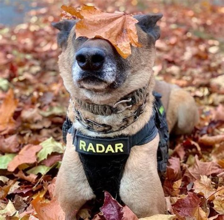 Rediscovering The Timeless Radar O'Reilly